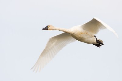 tundra swan 102007IMG_0599