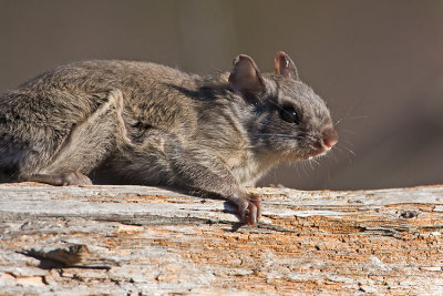 northern flying squirrel 102607IMG_0006