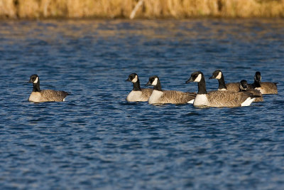 cackling & canada geese 103007IMG_0258