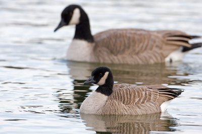 Cackling Geese