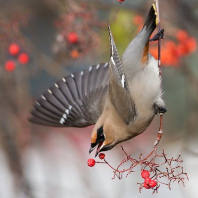 bohemian waxwing 102807IMG_0542