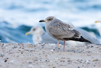 herring gull 110407IMG_0103