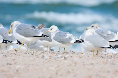 mew gull 110407IMG_0087