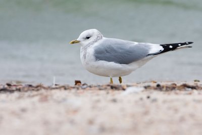 mew gull 110407IMG_0257