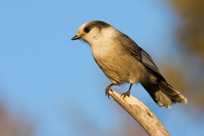 gray jay 110807IMG_0251