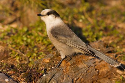 gray jay 110807IMG_0343