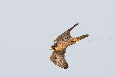 peregrine falcon (captive) 110207IMG_0235