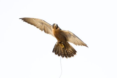 peregrine falcon (captive) 110207IMG_0361