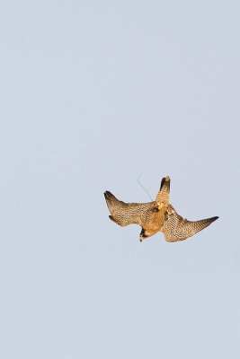 peregrine falcon (captive) 110207IMG_0407