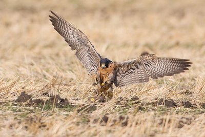 peregrine falcon (captive) 110207IMG_0426