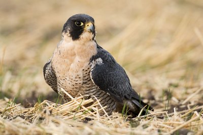 peregrine falcon (captive) 110207IMG_0528