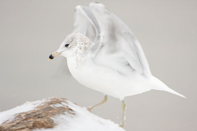 ring-billed gull 111707IMG_0301