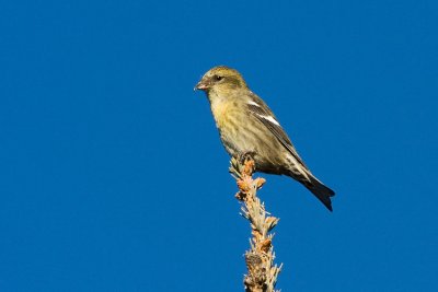 white-winged crossbill 111807IMG_0351