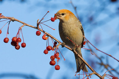 pine grosbeak 112107IMG_0453