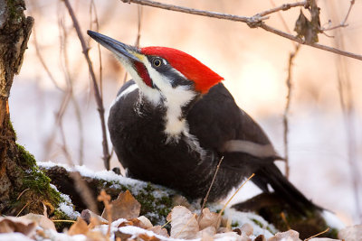 pileated woodpecker 112107IMG_0073