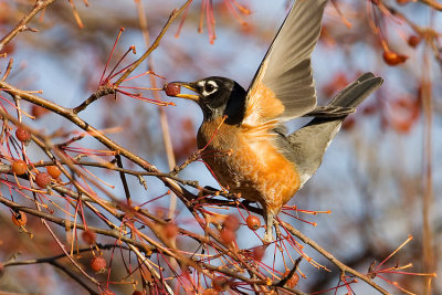 american robin 112307IMG_0053