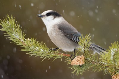 gray jay 112507IMG_0593