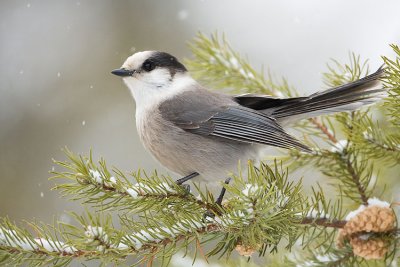 gray jay 112507IMG_0634