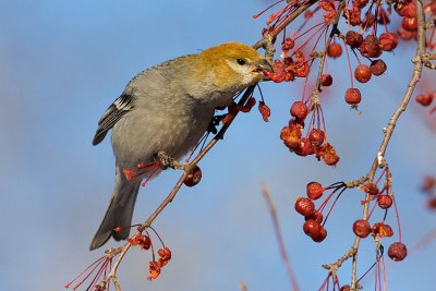 pine grosbeak 112807IMG_0029