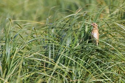 nelson's sharp-tailed sparrow 090807_MG_0015