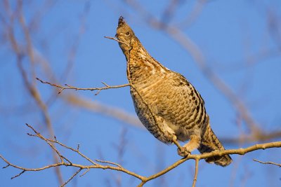 ruffed grouse 120807IMG_0259