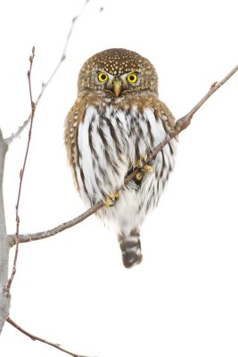 northern pygmy-owl 120807IMG_0166