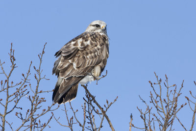 rough-legged hawk 031608IMG_0121