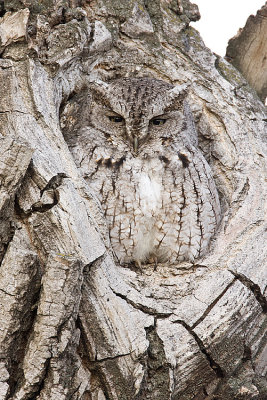 eastern screech-owl 032308IMG_0016