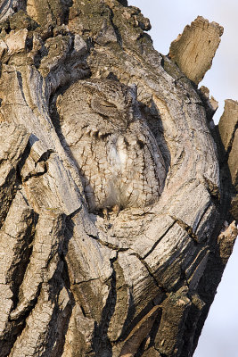 eastern screech-owl 032308IMG_0183