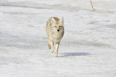 coyote 032108IMG_0663