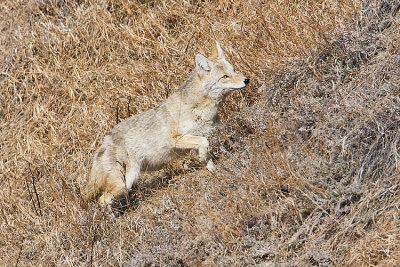 coyote 032108IMG_0681