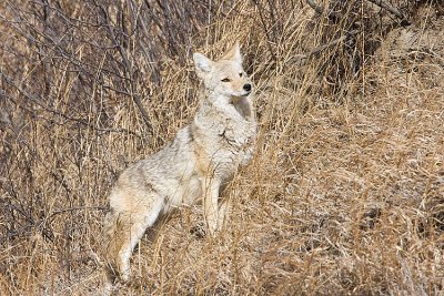 coyote 032108IMG_0703