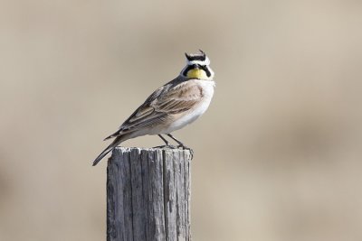 horned lark 032308IMG_0477