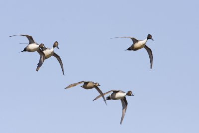 northern pintail 032208IMG_1821