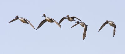 northern pintail 032208IMG_1955