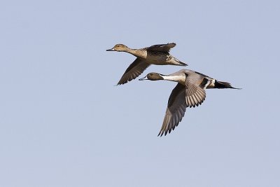 northern pintail 032208IMG_2021