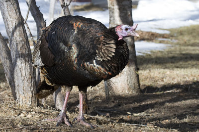 wild turkey 032308_MG_0241