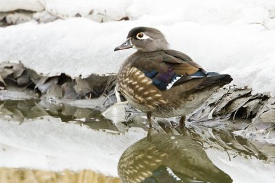 wood duck 032008IMG_0097