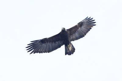 golden eagle 032808IMG_0339
