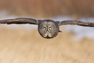 great gray owl 040208IMG_0331