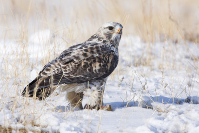 rough-legged hawk 040608IMG_0790