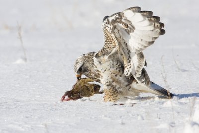 rough-legged hawk 040608IMG_0716