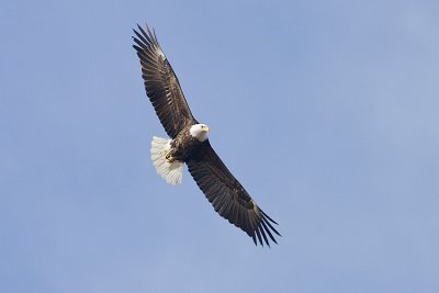 bald eagle 040808IMG_0278