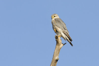 merlin 041108IMG_0646