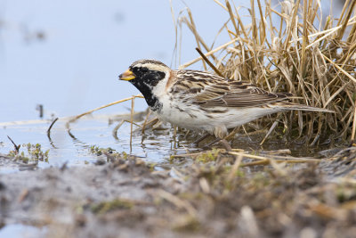 lapland longspur 041308IMG_1124