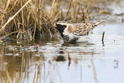 lapland longspur 041308IMG_0988