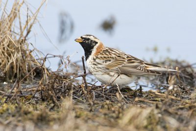 lapland longspur 041308IMG_0942