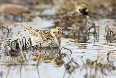 lapland longspur 041308IMG_0893