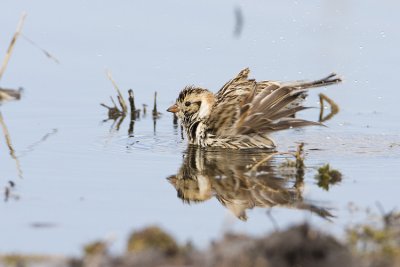 lapland longspur 041308IMG_0771
