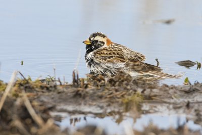 lapland longspur 041308IMG_0674